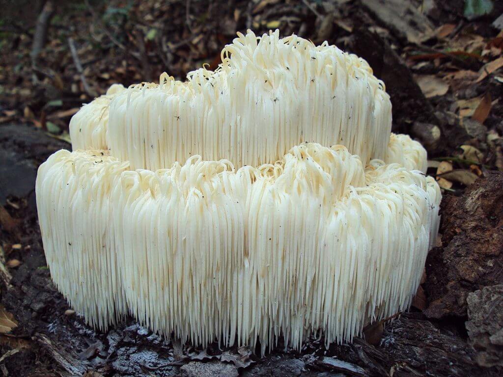 Lion's mane , Hydne Hérisson, Hericium erinaceus