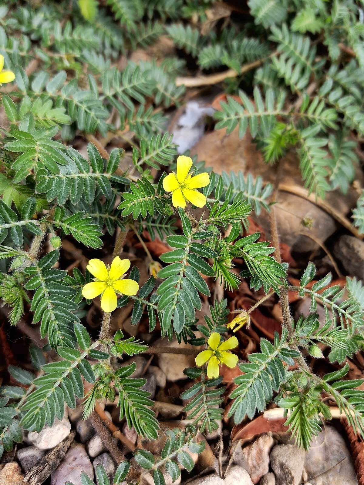 tribulus terrestris et tongkat ali