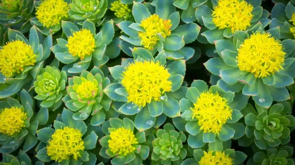 photo de rhodiola rosea, la plante est en fleur. On voit que ce complément alimentaire est utilise pour le stress et l'anxiété, la sérotonine et ses autres bienfaits.