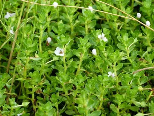 Bacopa Monnieri, cognition, performance QI et mémoire. intelligence