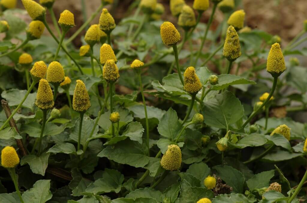Spilanthes acmella plante booster de testostérone en poudre et en capsules ou gélules, on voit les plantes sur la photo