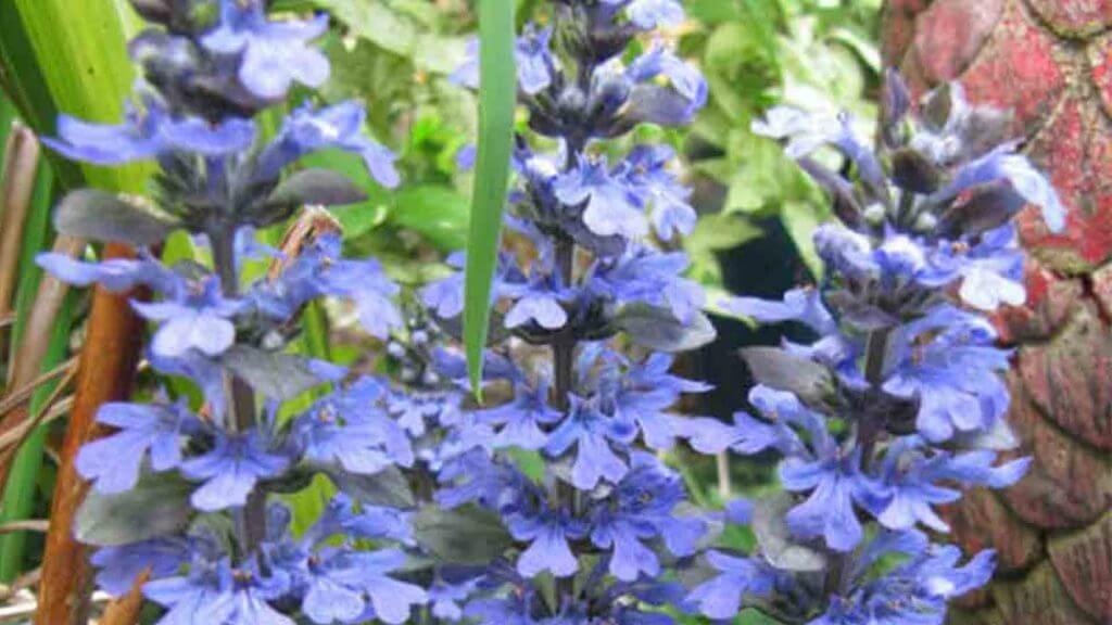 ajuga turkestanica poudre capsules acherter pas cher france