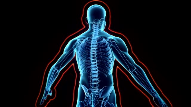 la DHEA permet également de renforcer le système immunitaire afin d'être plus résistant face aux maladies