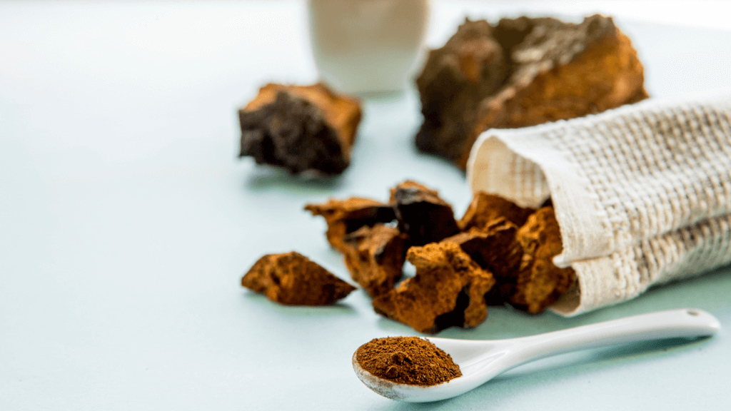 le chaga en tant que champignon avec ses nombreux bienfaits