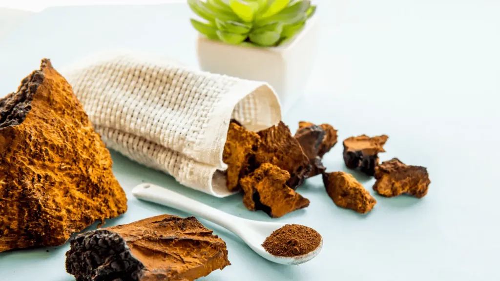 Chaga est un puissant antioxydant, on peut voir des champignon représentant le produit