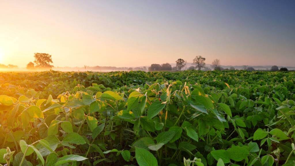 Nattokinase est très puissant et naturel, on voit des fleurs pour évoquer la nature 