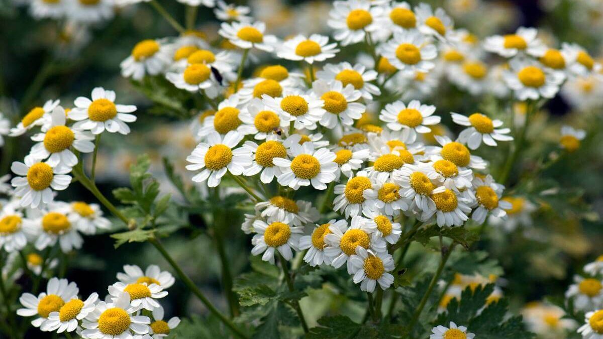 Photo de fleur de camomille contenant l'apigénine de haute qualité