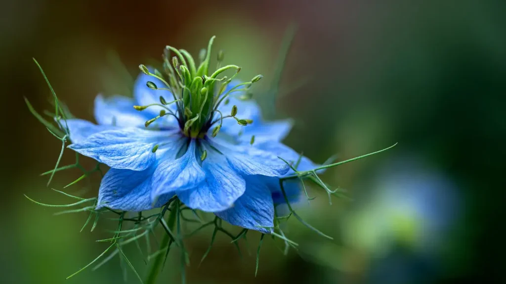 fleur de nigelle 
