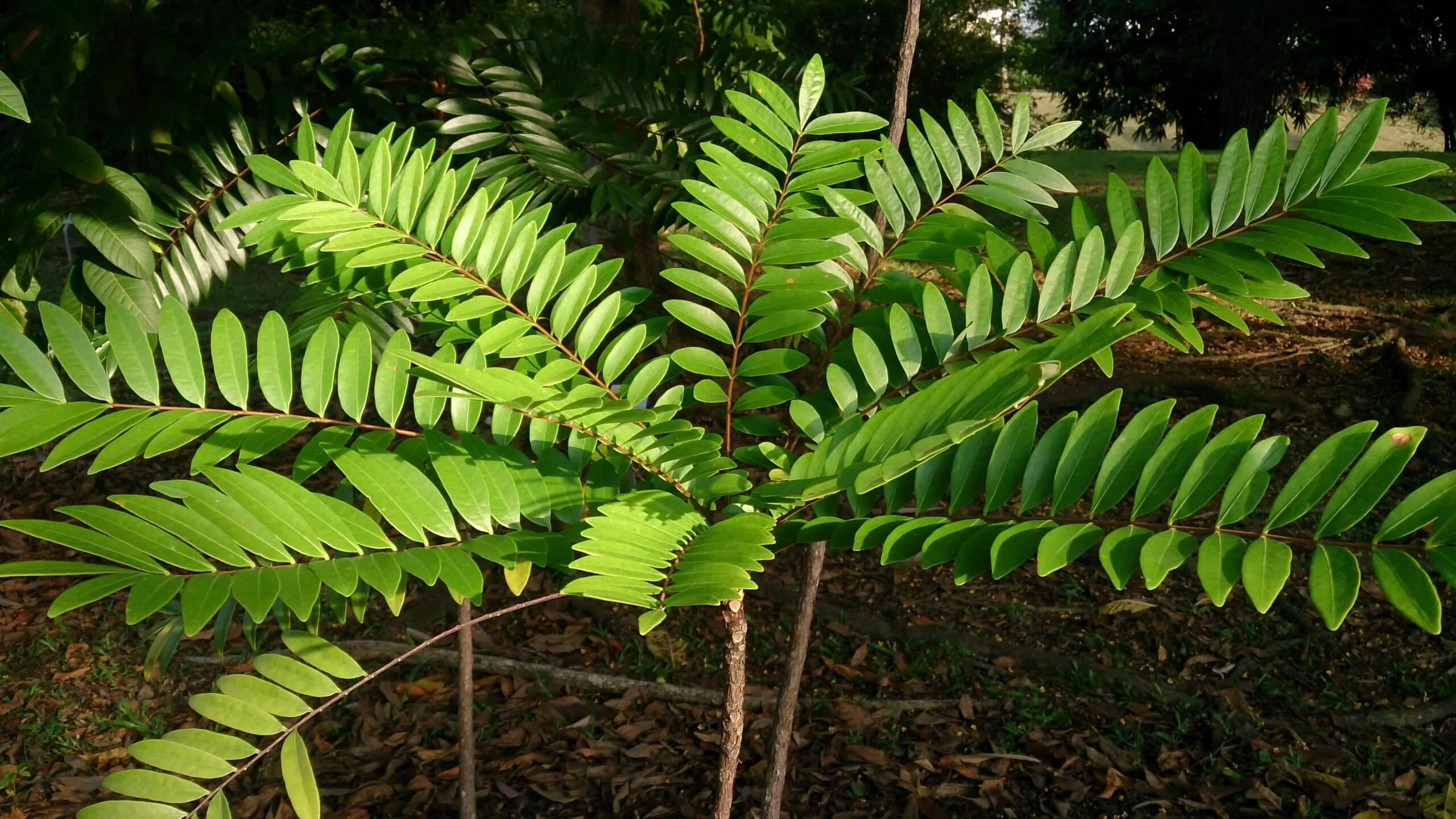 Tongkat Ali : Avis, Bienfaits, Dosages, Effets secondaires et études