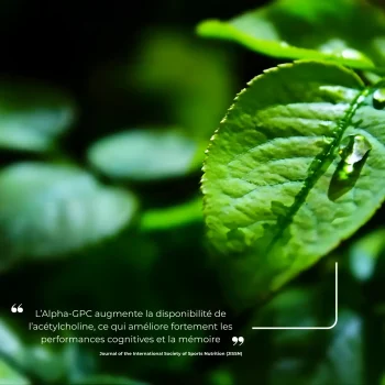 Étude clinique réalisée par Nutriforce sur l'Alpha-GPC