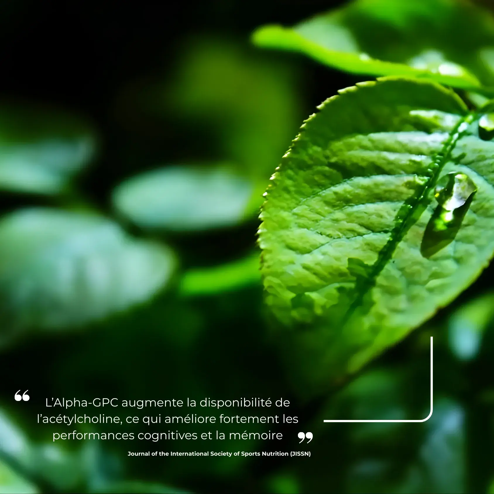 Étude clinique réalisée par Nutriforce sur l'Alpha-GPC