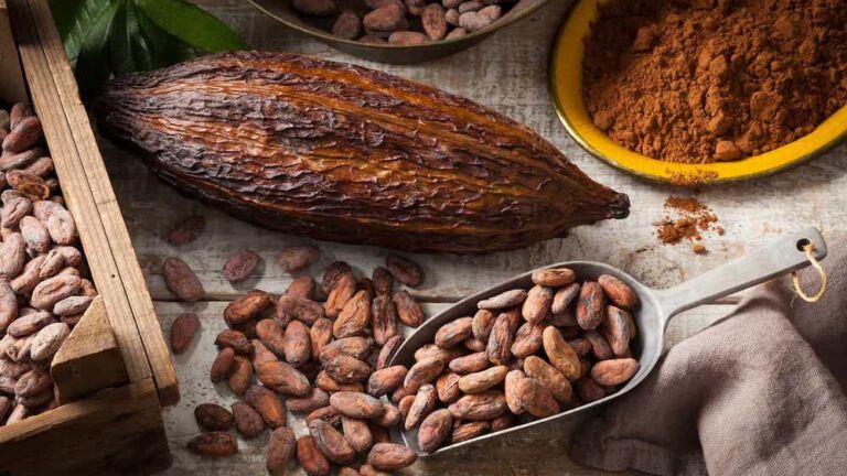 Tout savoir sur l&rsquo;épicatéchine pour la musculation et la santé