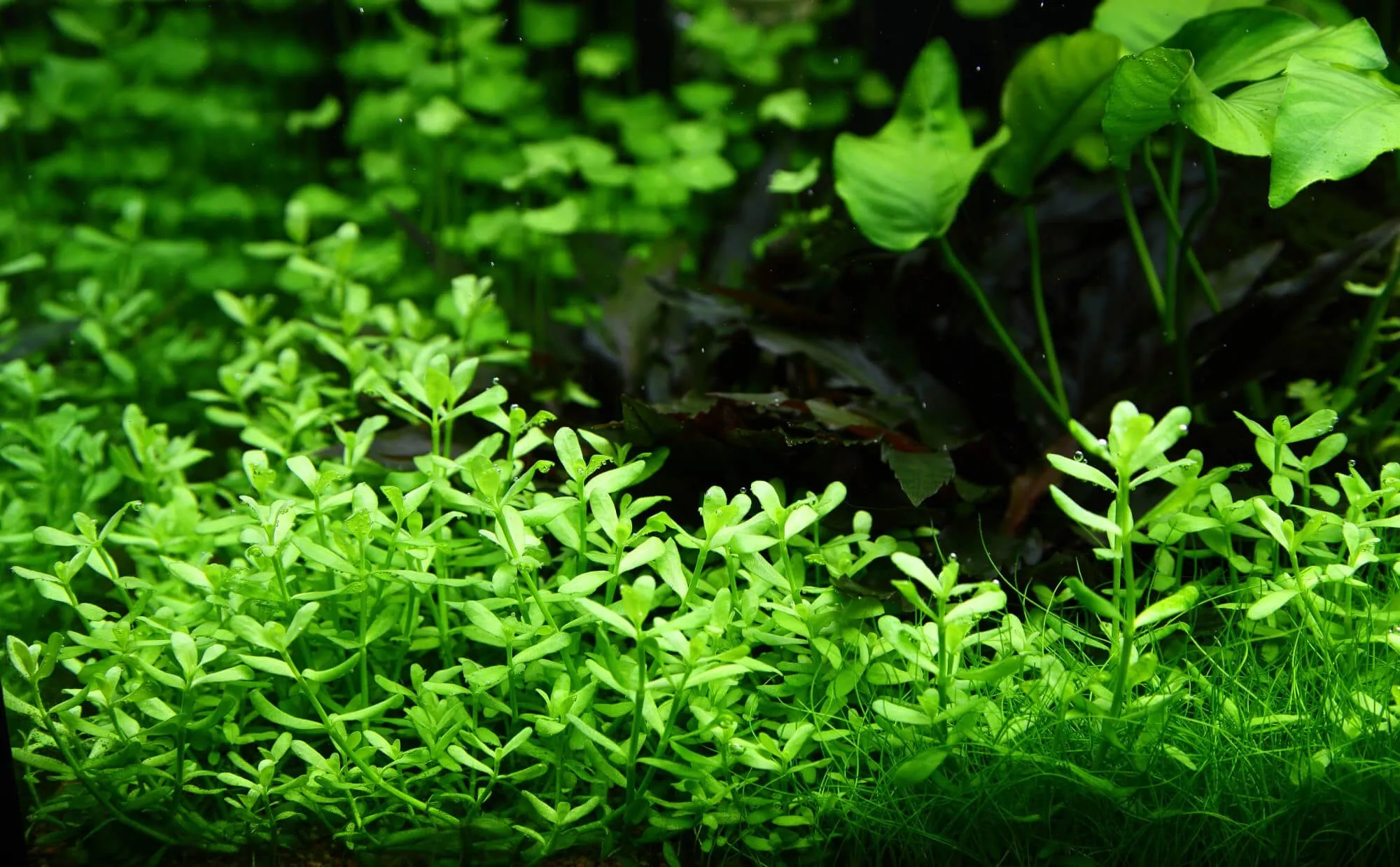 Bacopa Monnieri : Guide du nootropique | Bienfaits et dangers
