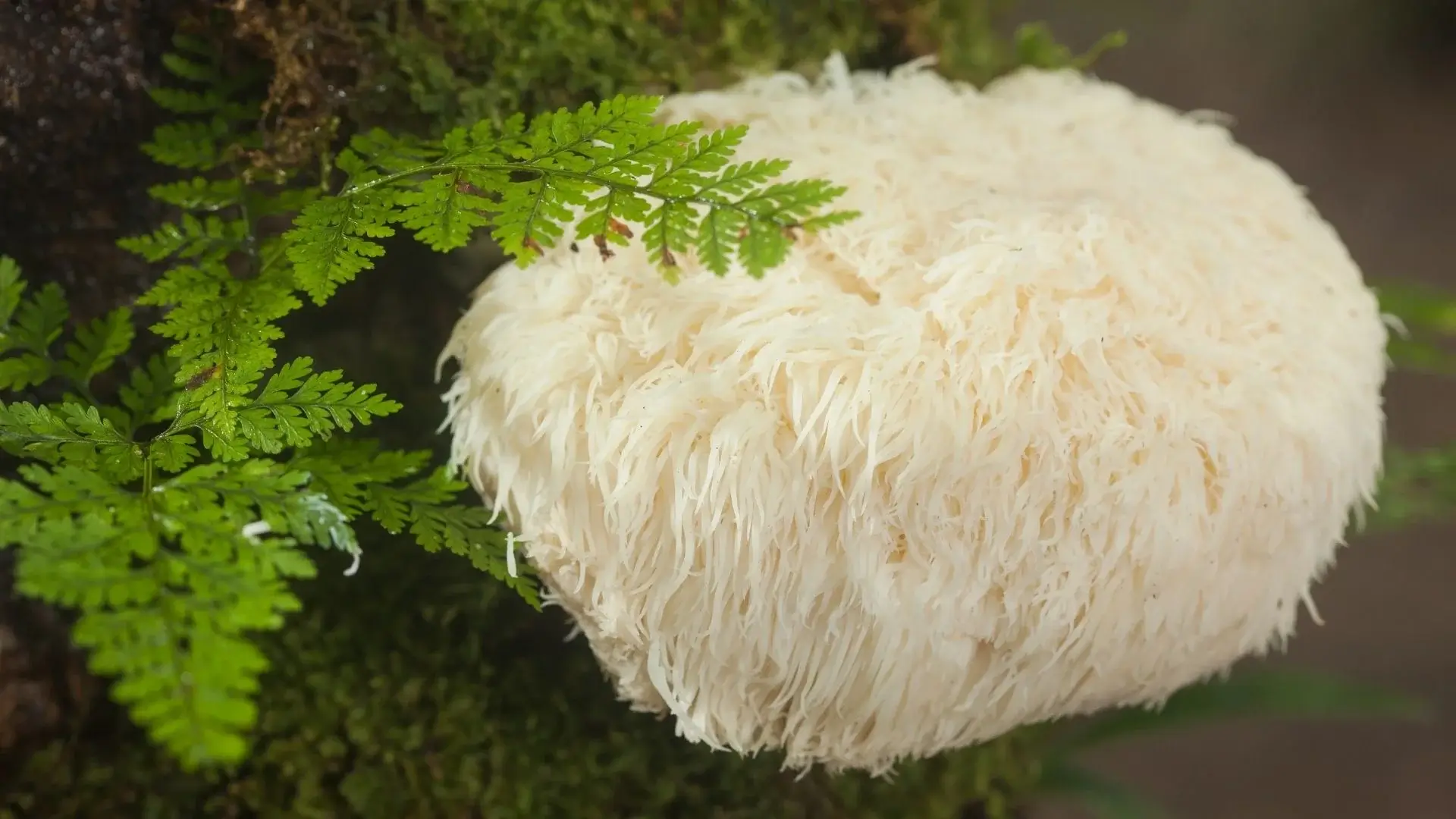 Lion&rsquo;s Mane : Guide du nootropique | Bienfaits et dangers
