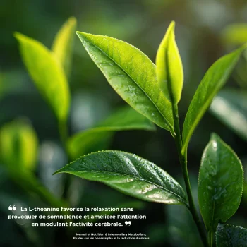 étude clinique réalisée par nutriforce sur la l théanine
