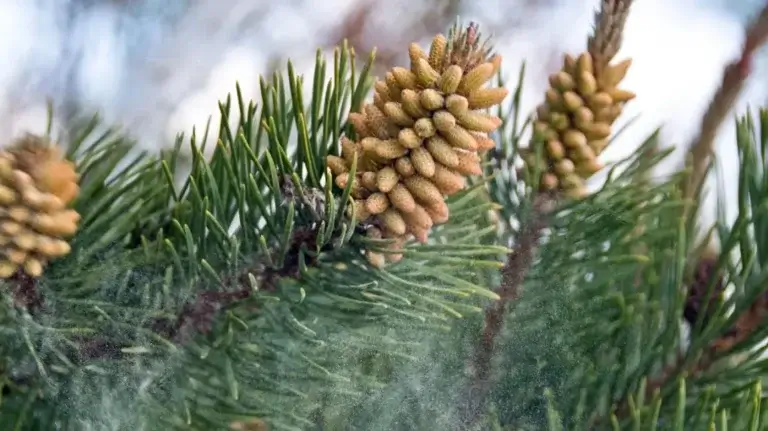 Pollen de pin : bienfaits, testostérone, musculation, notre avis