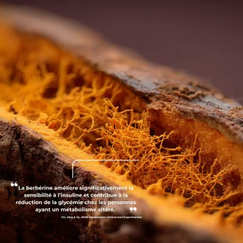 Étude clinique réalisée par Nutriforce sur la berbérine