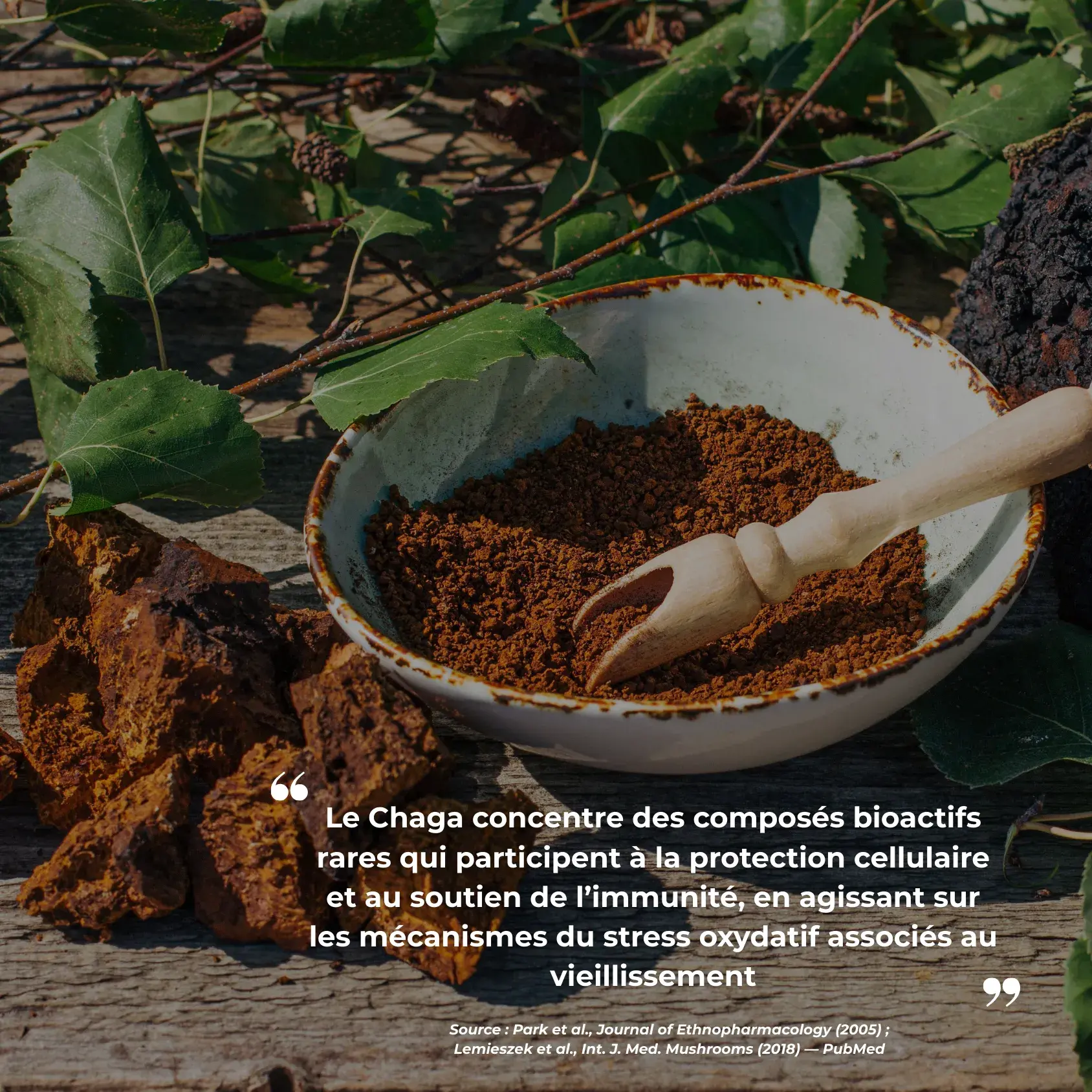 Étude clinique réalisée par Nutriforce sur le chaga