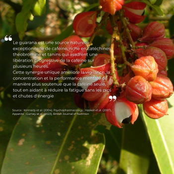 Etude clinique réalisée par nutriforce sur le guarana