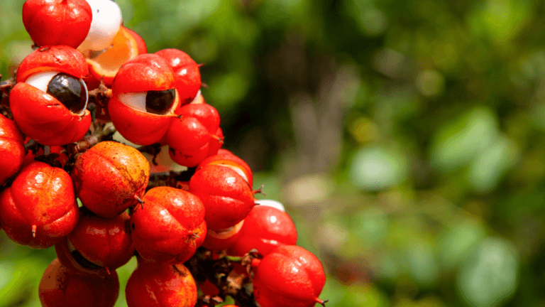 Le Guarana : un super-aliment aux nombreux bienfaits