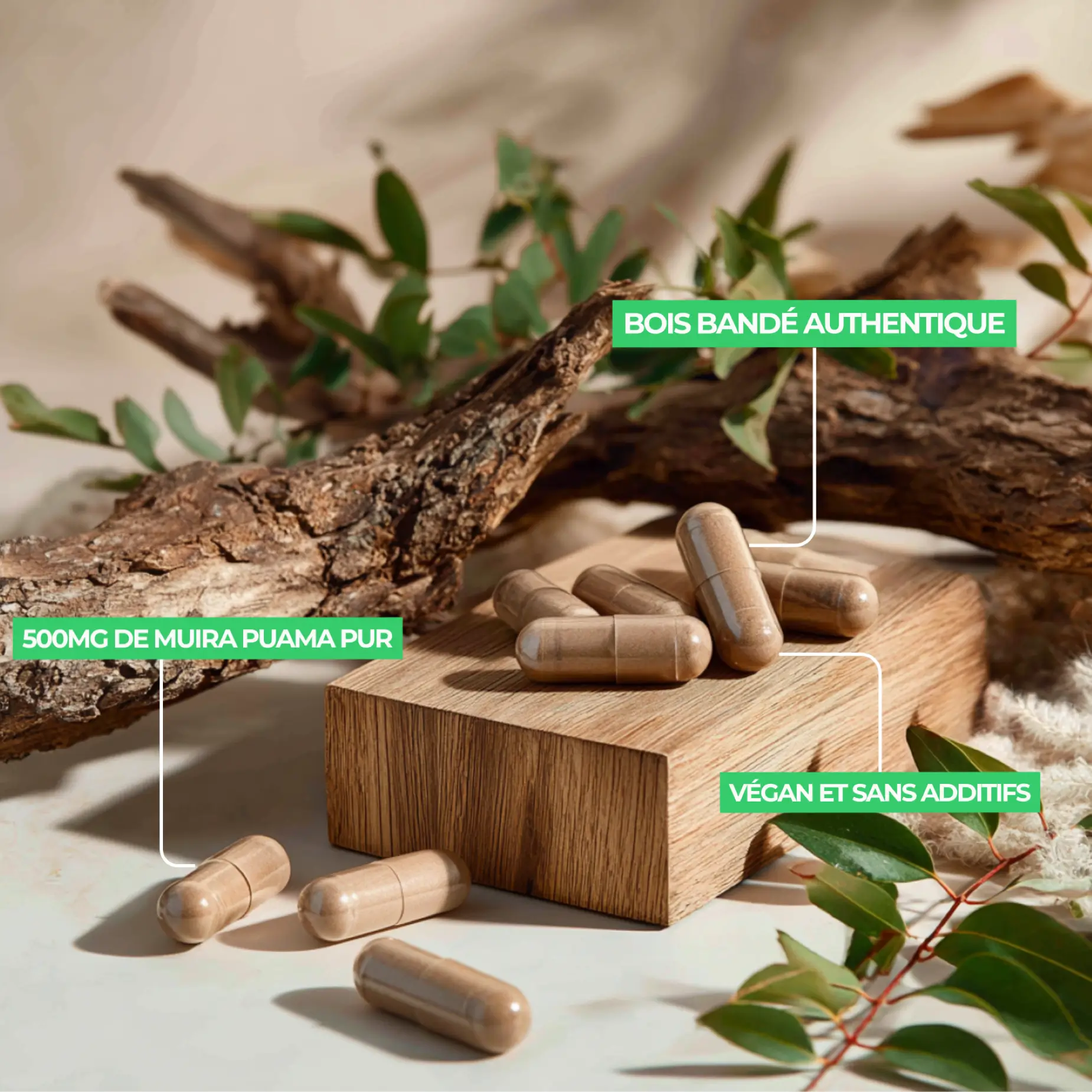 résultats de l'étude clinique et bienfaits du muira puama ou bois bandé en complément alimentaire