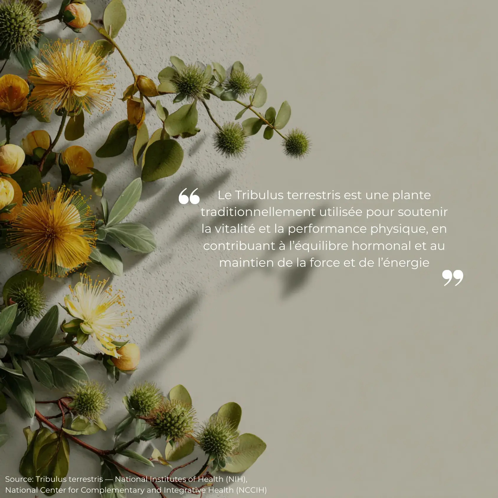 Étude clinique réalisée par Nutriforce sur le tribulus terrestris