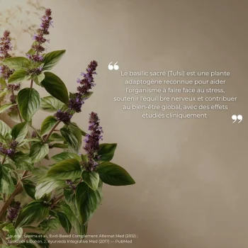 Étude clinique réalisée par Nutriforce sur le basilic sacré tulsi