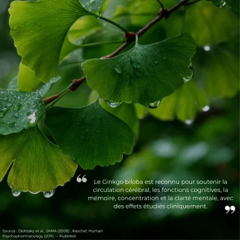 Étude clinique réalisée par Nutriforce sur le ginkgo biloba