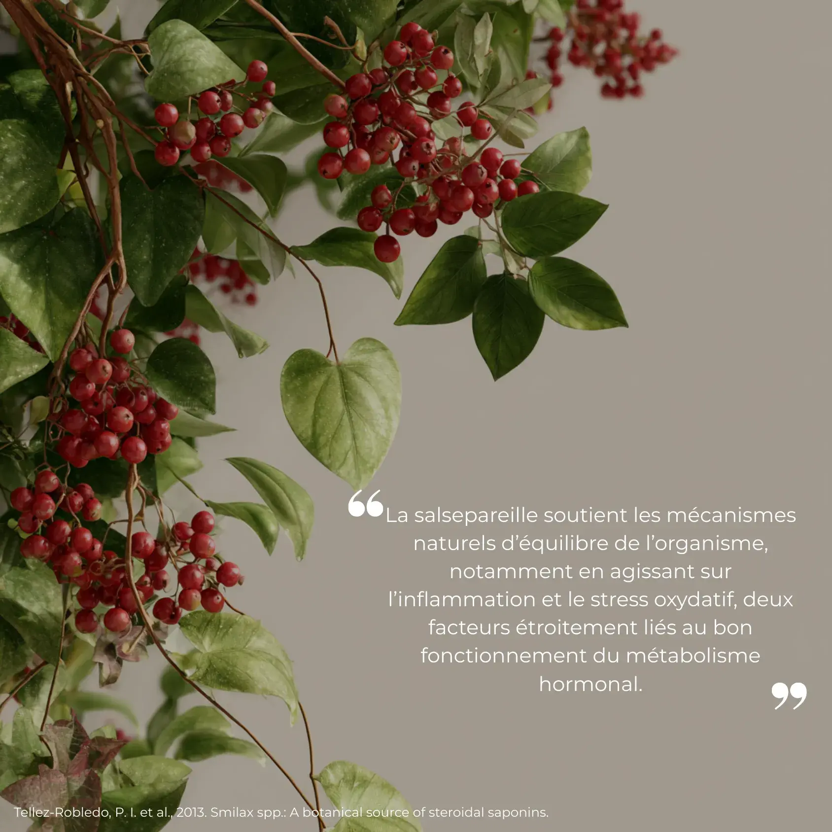 Étude clinique réalisée par Nutriforce sur la salsepareille