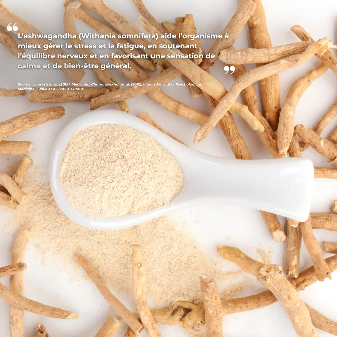 Étude clinique réalisée par Nutriforce sur les compléments alimentaires anti-stress dont l'ashwagandha et la l-théanine