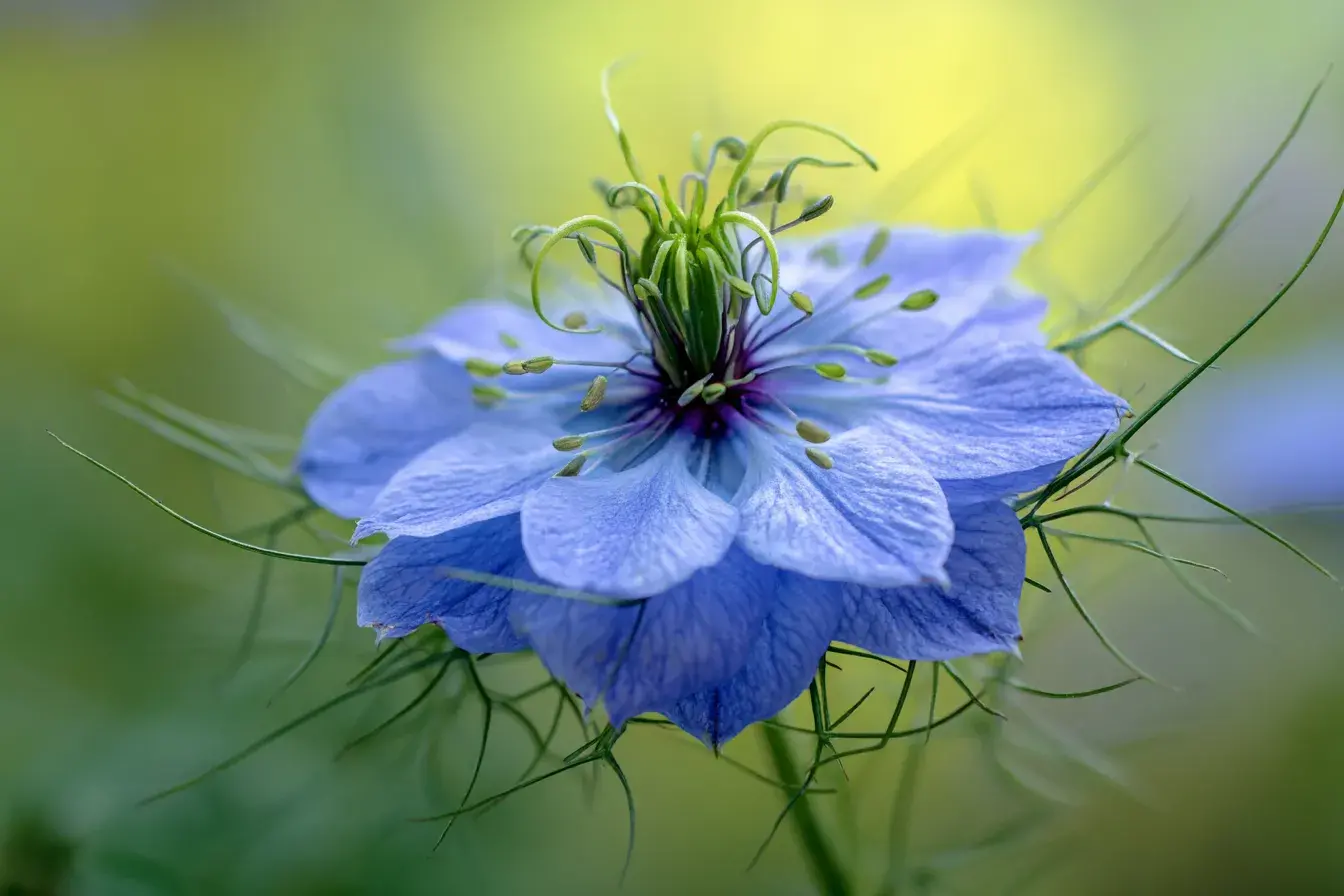 Tous les bienfaits de l&rsquo;Huile de nigelle pour la santé et la beauté