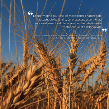 Etude clinique réalisée par nutriforce sur la spermidine
